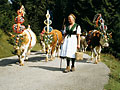 Almabtrieb im Berchtesgadener Land
